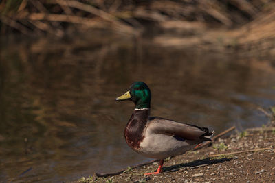 Side view of a duck