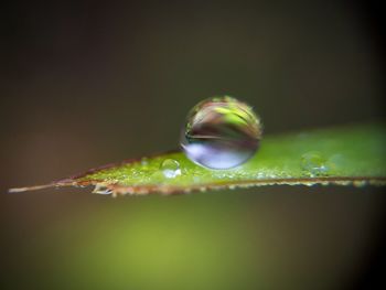 Close-up of water drop on leaf
