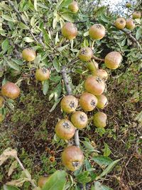 Close-up of fruits growing on tree