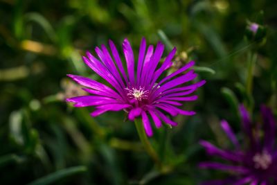 Close-up of purple flower blooming outdoors