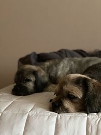 Dog sleeping on bed at home