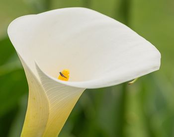 Close-up of insect on white flower