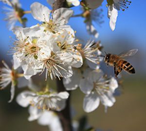 Close-up of bee pollinating on cherry blossom