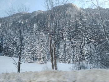 Snow covered land and trees in forest