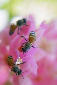 Close-up of insect on pink flower