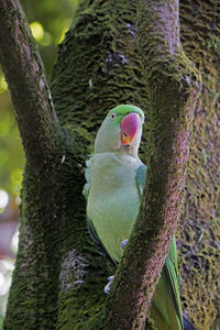 Close-up of parrot perching on tree trunk