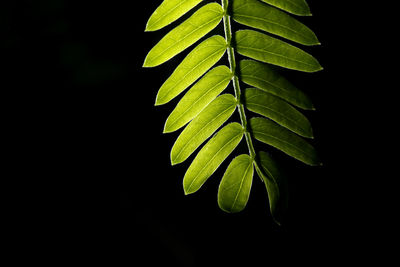 Close-up of green leaves over black background