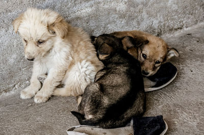 High angle view of two dogs