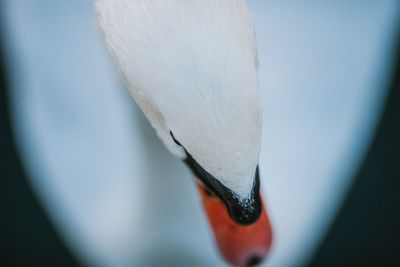 Close-up of swan