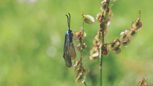 Close-up of insect on plant