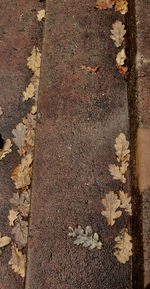 Full frame shot of leaf