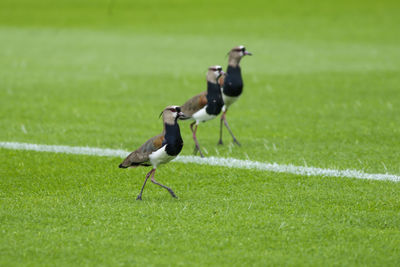 Side view of birds on grass