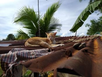 Low angle view of cat relaxing on tree