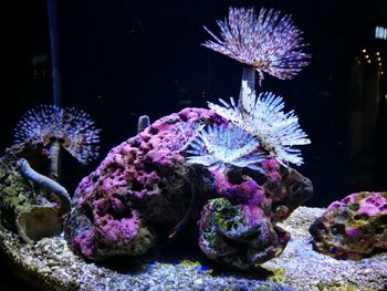 View of coral in sea