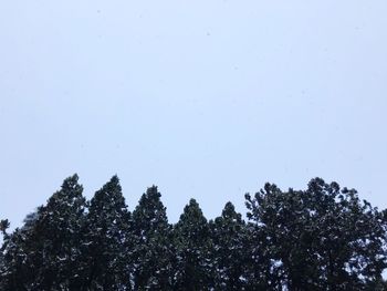 Low angle view of trees against clear sky