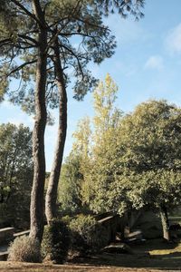 Low angle view of trees against sky