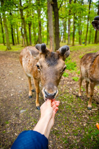 Full length of person hand feeding on land