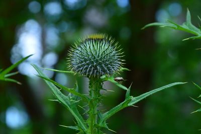 Close-up of thistle plant