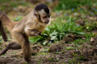 Monkey on grass