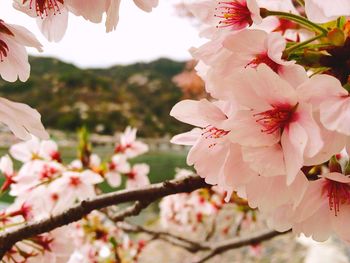 Low angle view of pink flowers blooming on tree