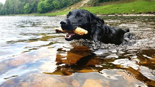 Dog sitting by lake