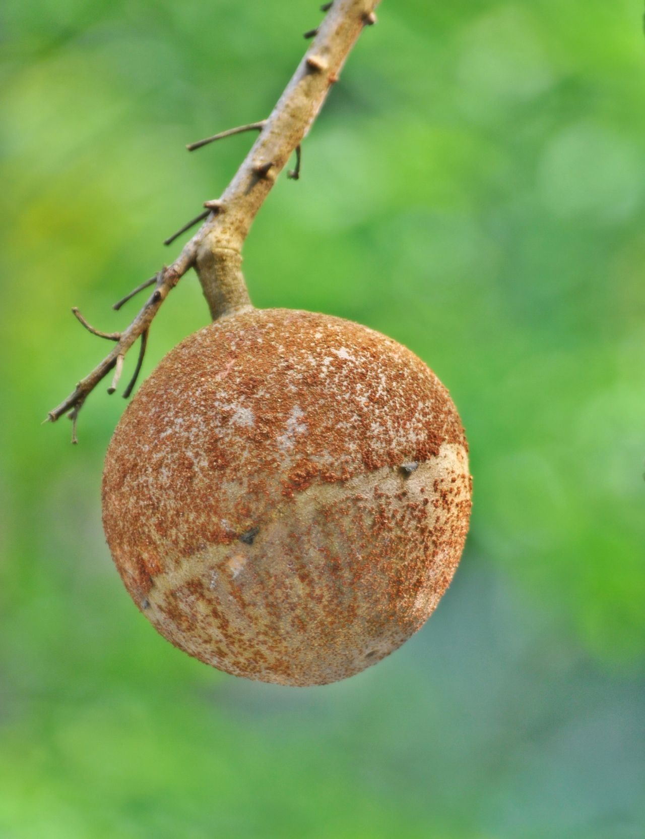 Brown round fruit