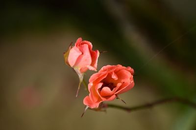 Close-up of pink rose