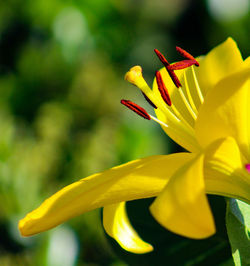 Close-up of yellow flowering plant