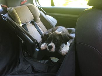 Dog sitting in car