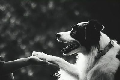 Close-up of dog yawning