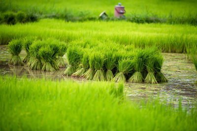 Scenic view of rice field