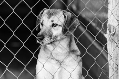 View of dog looking through chainlink fence