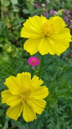 Close-up of yellow cosmos blooming on field