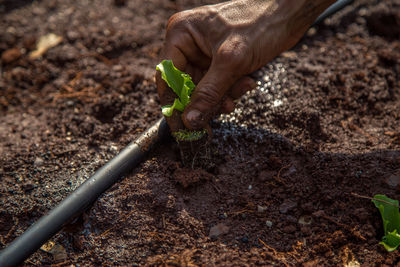 Cropped hand of farmer planting crop at farm