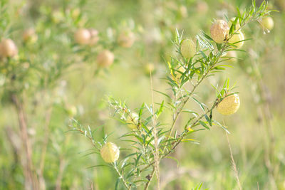 Close-up of plant