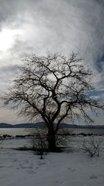 Bare trees by sea against cloudy sky