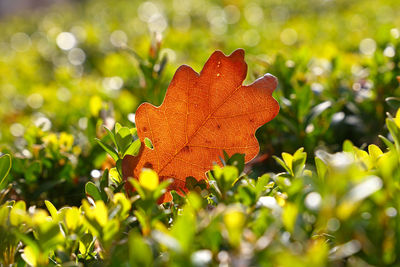 Close-up of orange leaves on tree during autumn