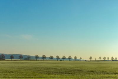 Trees on landscape against clear blue sky