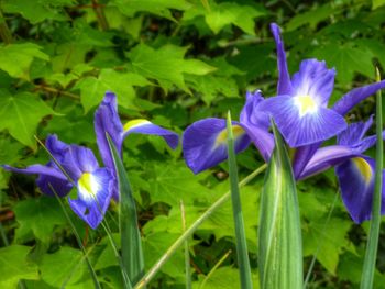 Close-up of purple flowers blooming in field