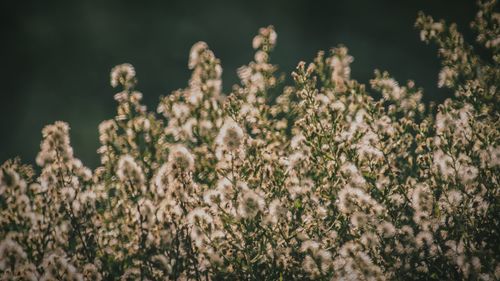 Close-up of flowers