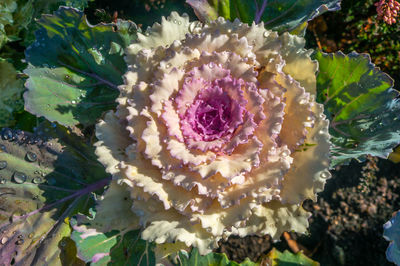 High angle view of white roses