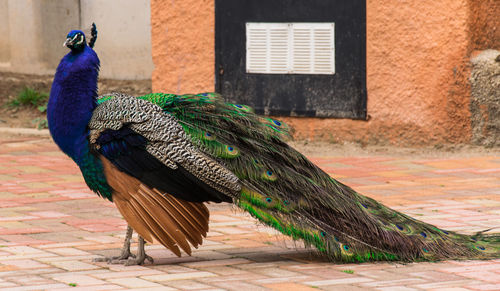 Peacock standing on walkway