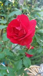 Close-up of red rose blooming outdoors