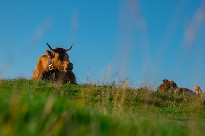 Cow in a field