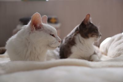 Close-up of cats relaxing on bed