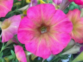 Close-up of pink flowers