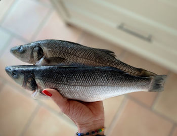 Midsection of person holding fish