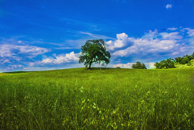 Scenic view of grassy field against cloudy sky