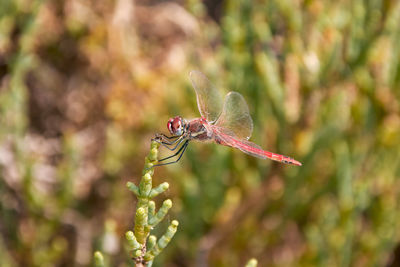 Canary red dragonfly called red vained island darter, latin name sympetrum nigrifemur