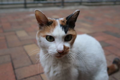 Close-up portrait of cat